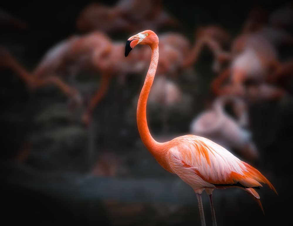 Vibrant Flamingo Portrait by Abbas Ali Amir — canvas wall art