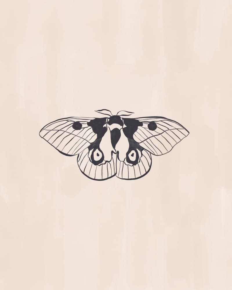 Elegant Moth Drawing by Ivy Green Illustrations — canvas wall art