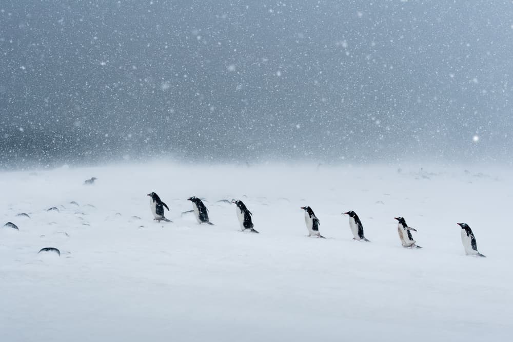 Penguins Winter Journey by Jie Fischer — canvas wall art