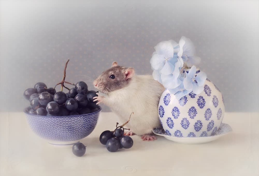Cute Rat and Grapes by Ellen van Deelen — canvas wall art