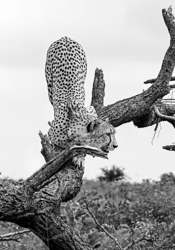 Graceful Cheetah Perch by Felicia Berlin — canvas wall art
