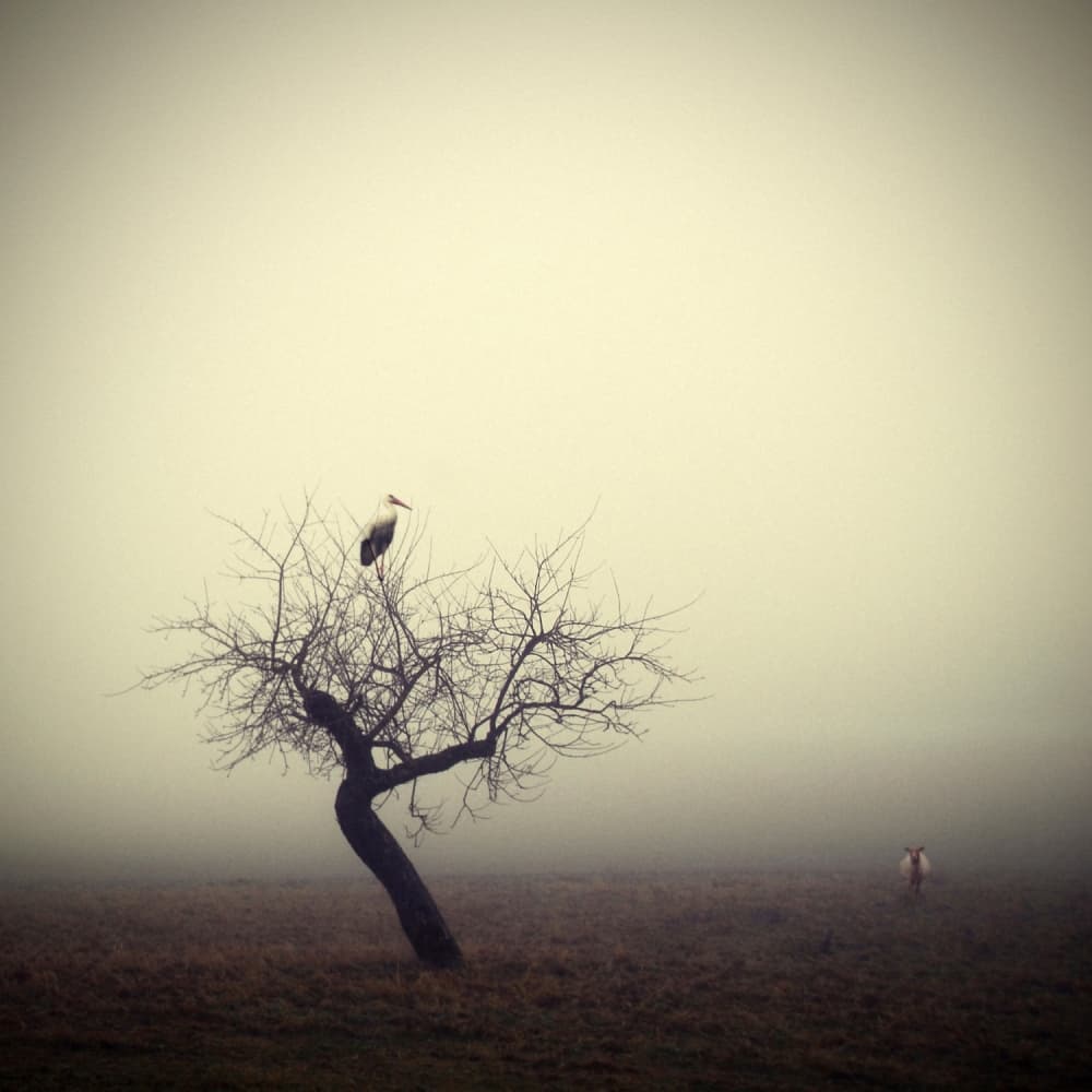 Misty Stork on Tree by Holger Droste — canvas wall art