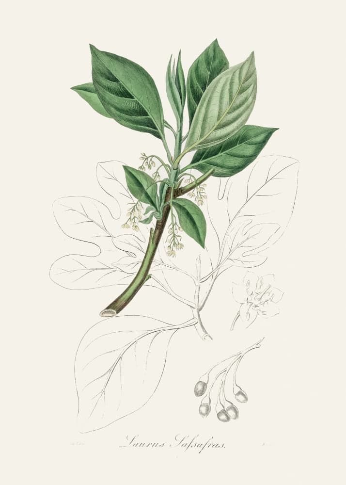 Sassafras (laurus Sassafras) Medical Botany by John Stephenson and James Morss Churchill — canvas wall art