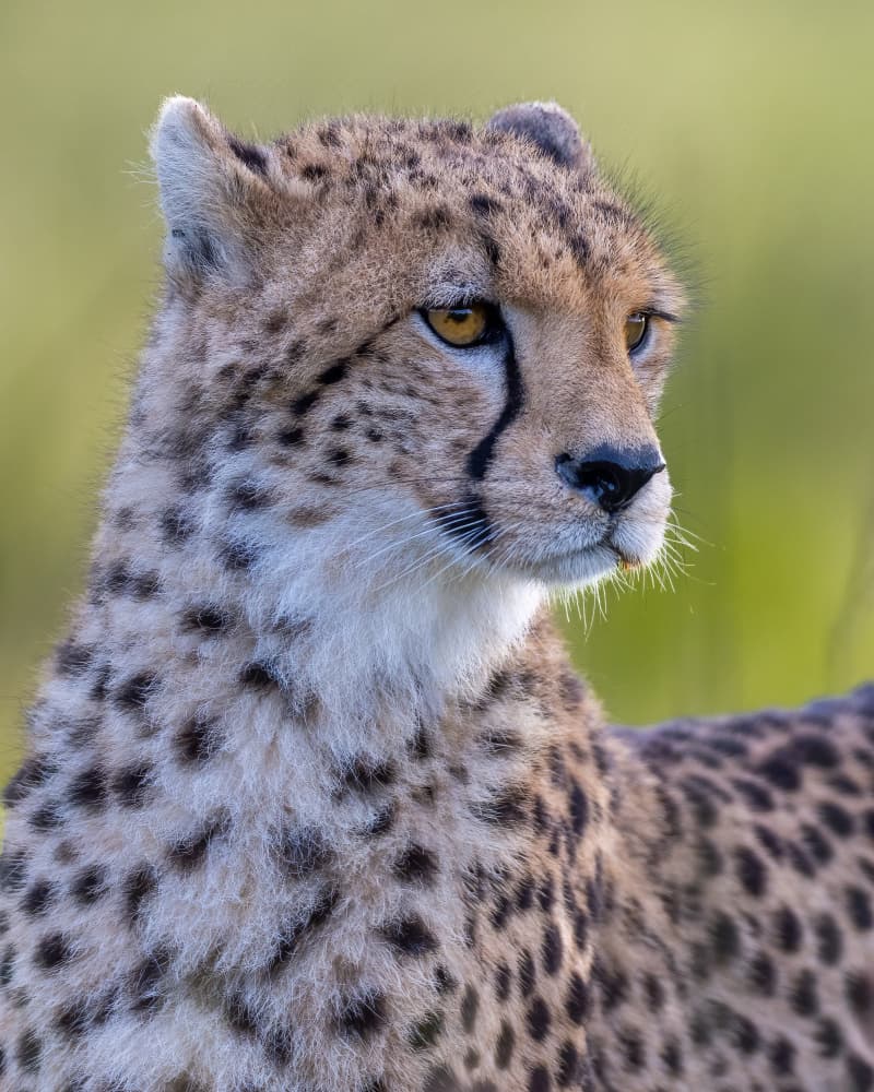 Alert Cheetah Profile by Ahmed Elsheshtawy — canvas wall art