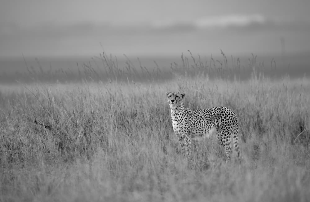 Wild Cheetah in Grass by Rajat Dhesi — canvas wall art