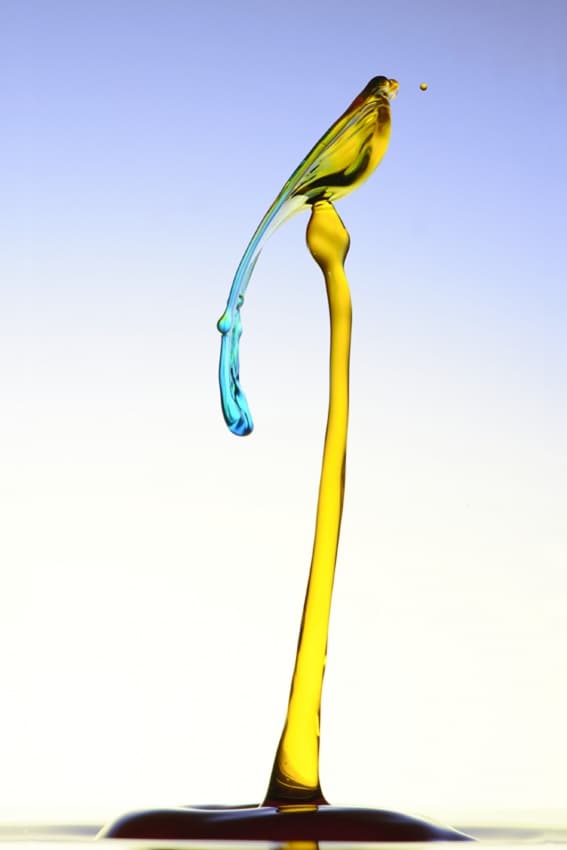 Liquid Bird Splash by Veli Aydogdu — canvas wall art