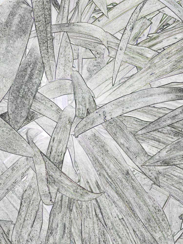 Monochrome Leaf Pattern by Santhosh ch — canvas wall art