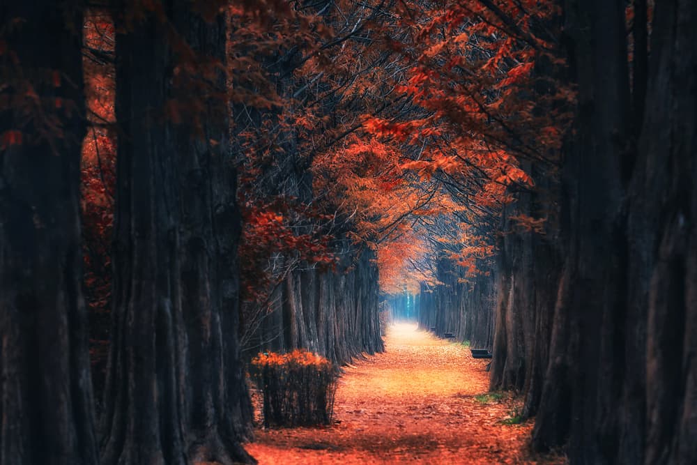 Moody Autumn Avenue by Tiger Seo — canvas wall art