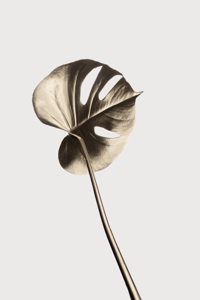 Monstera Gold 06 by Pictufy Studio III — canvas wall art