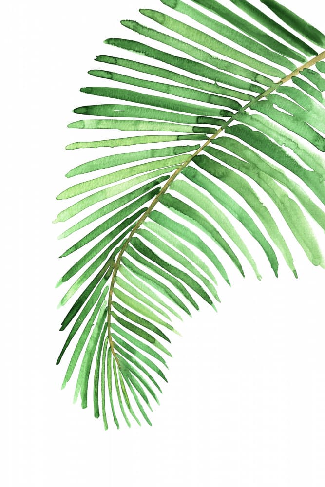Tropical Palm Leaf by Rosana Laiz Blursbyai — canvas wall art
