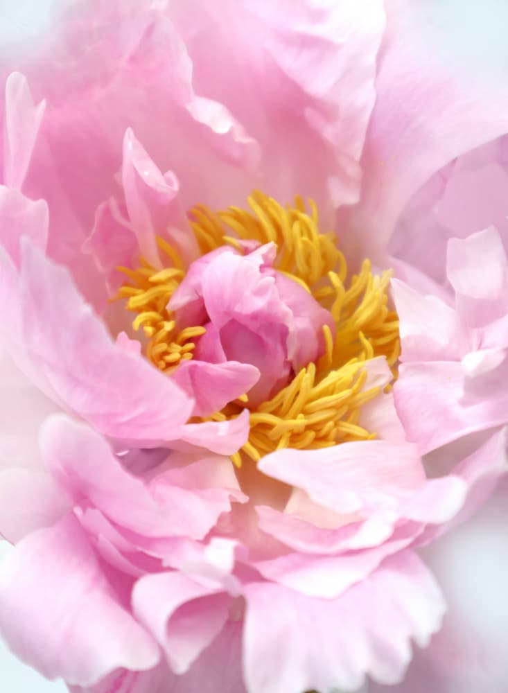 Pink Peony Bloom by Rosana Laiz Blursbyai — canvas wall art
