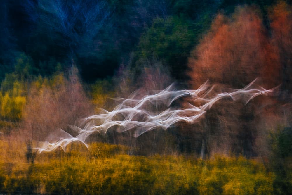 Ethereal Autumn Flight by Yasutaka Sameshima — canvas wall art