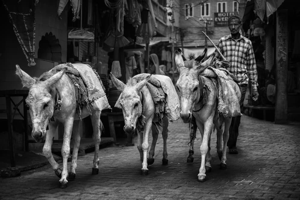 Working Donkeys on Street by Pavol Stranak — canvas wall art