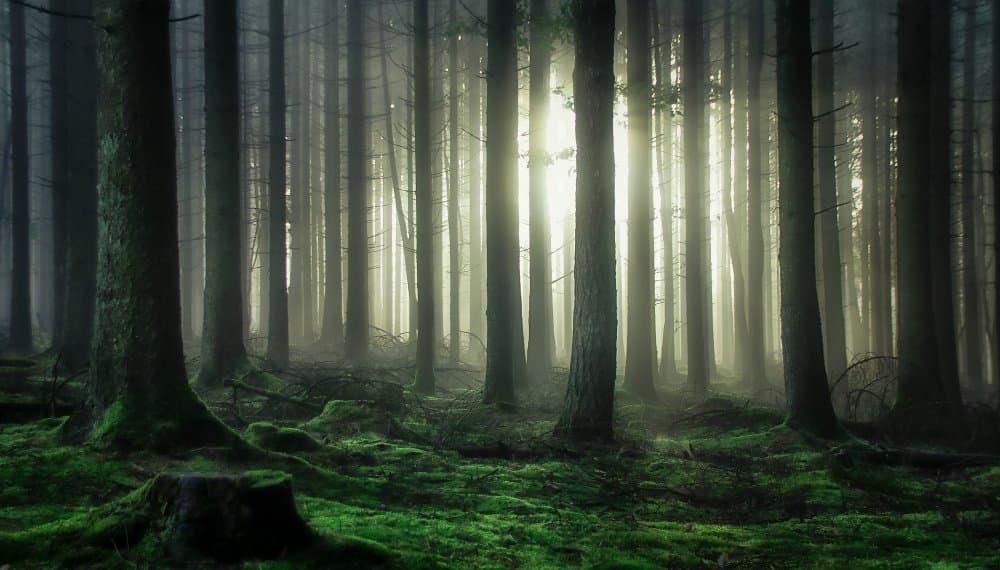 Misty Forest Light by Guy Krier — canvas wall art