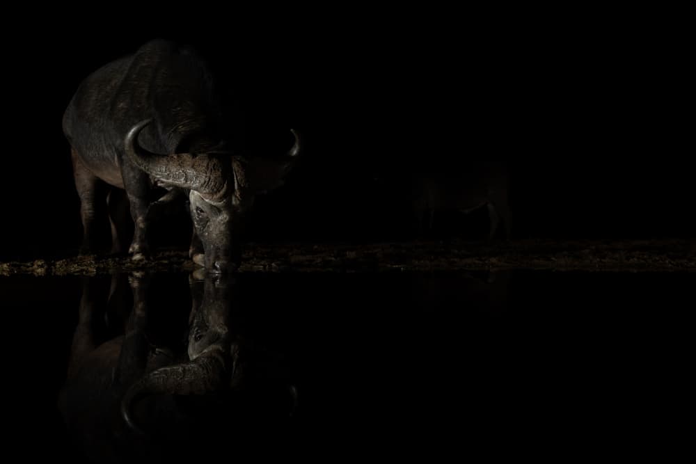 Night Buffalo Reflection by Bart Michiels — canvas wall art