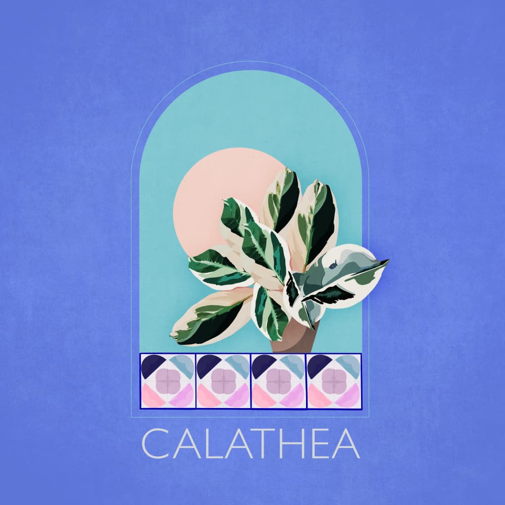Green Sets Calathea by Emel Tunaboylu — canvas wall art