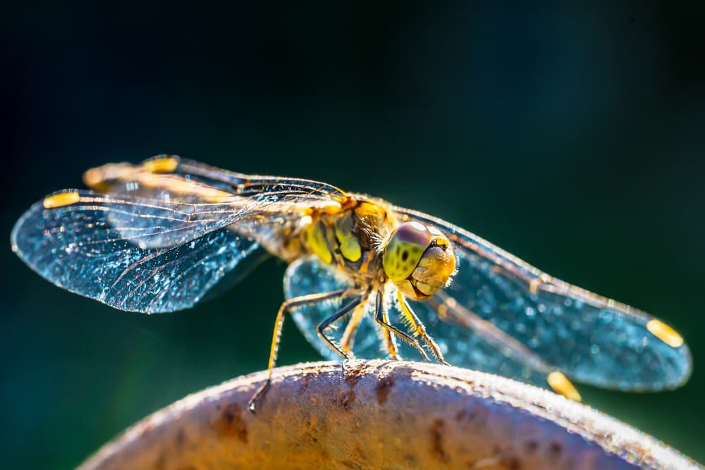 Vibrant Dragonfly Close-Up by Michael — canvas wall art