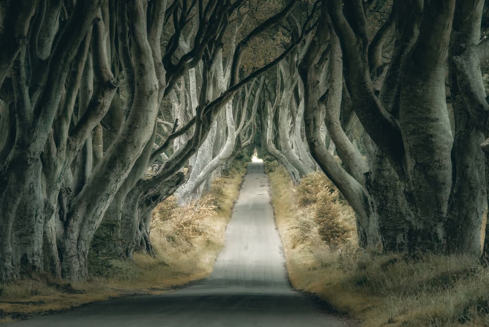 Enchanted Tree Tunnel by Mike Kreiten — canvas wall art