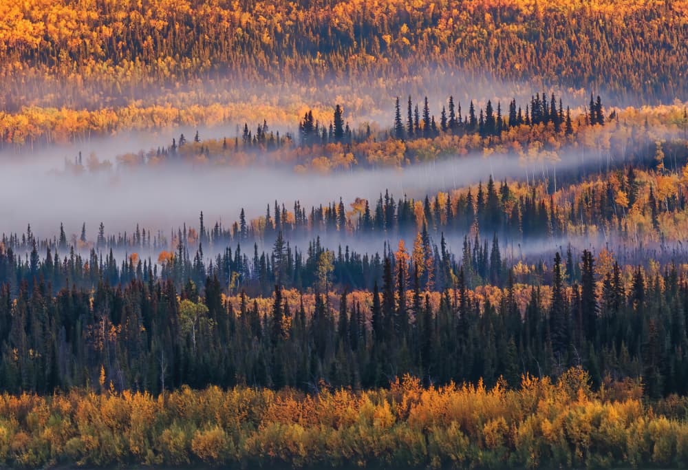 Autumn Misty Forest by Jenny Qiu — canvas wall art
