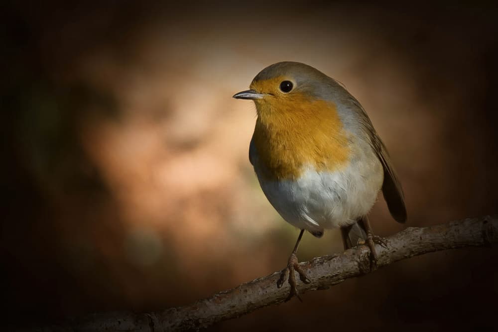 European Robin Perched by alberti Patrick — canvas wall art