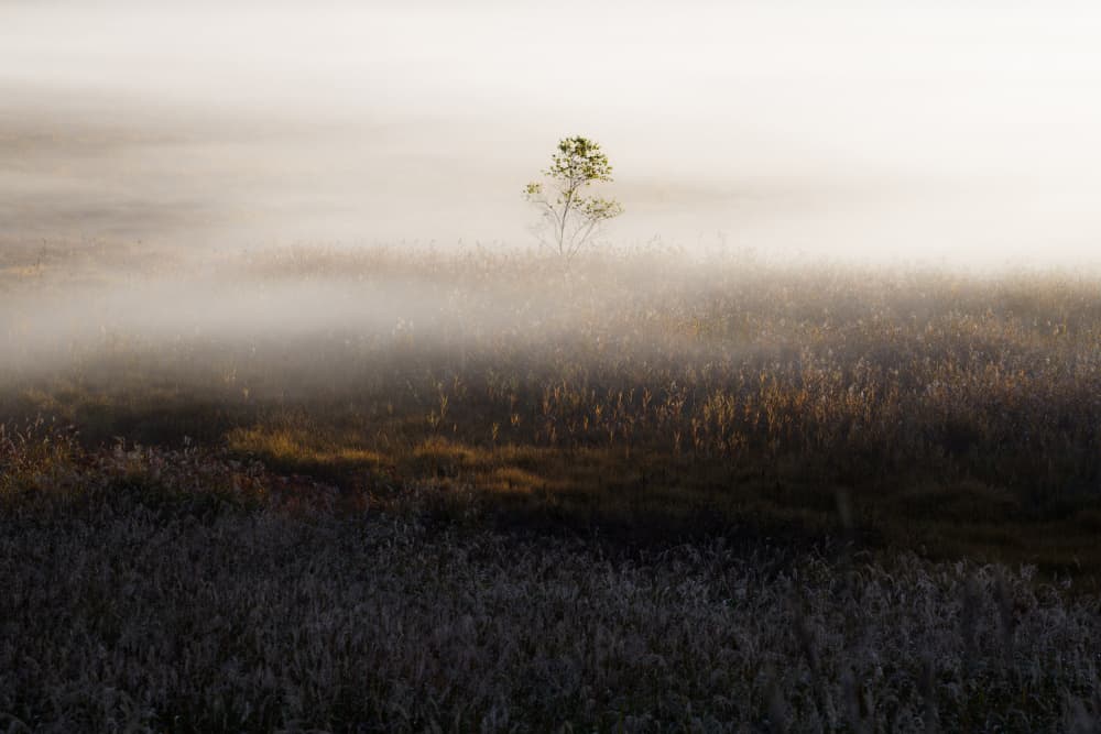 Solitary Tree In Mist by 土屋正英/Masahide Tsuchiya — canvas wall art