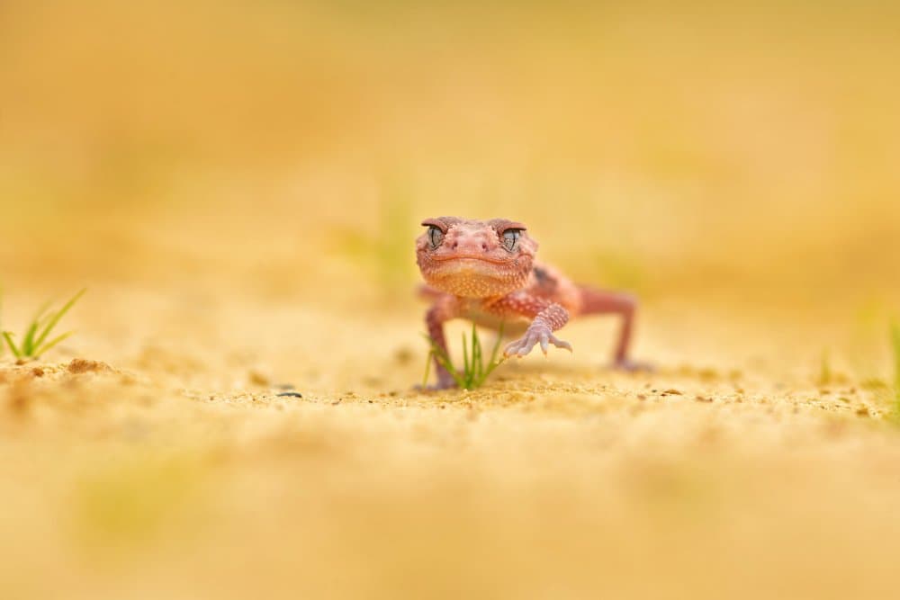 Curious Desert Gecko by Milan Zygmunt — canvas wall art