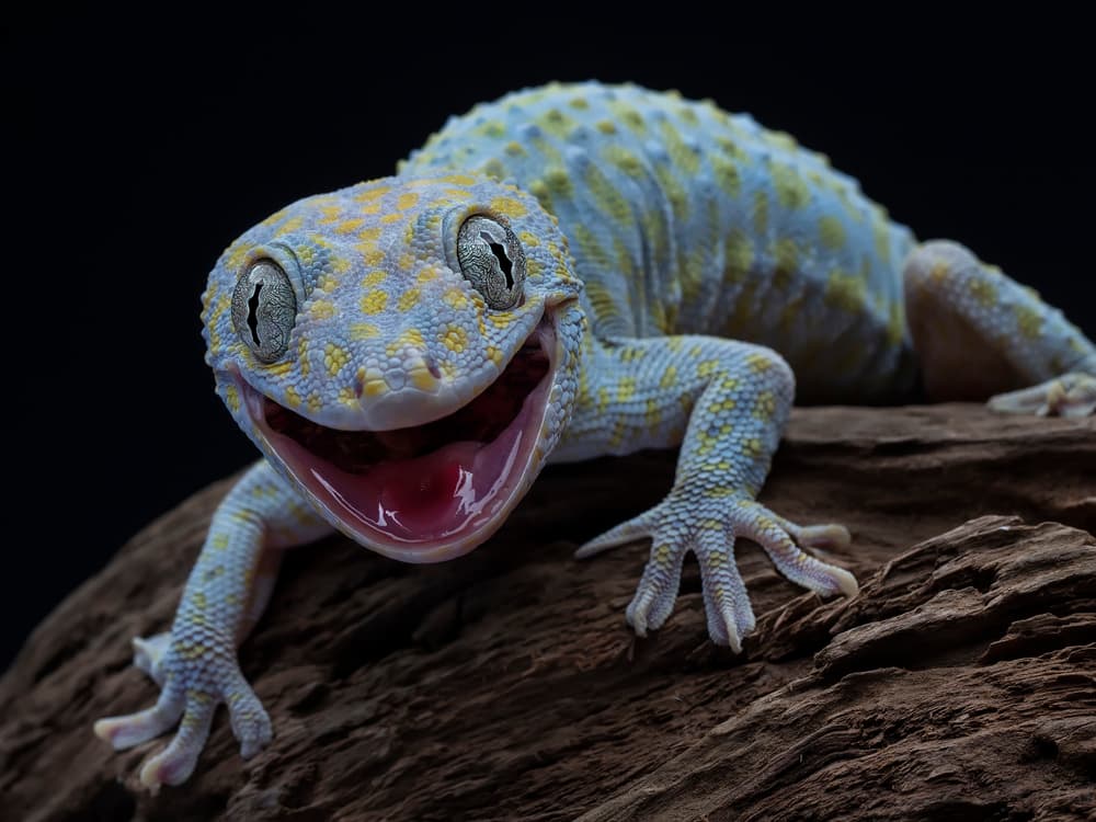 Happy Gecko Smile by Tantoyensen — canvas wall art
