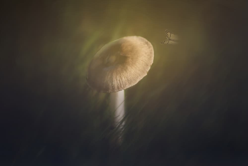 Glowing Mushroom Butterfly by John-Mei Zhong — canvas wall art