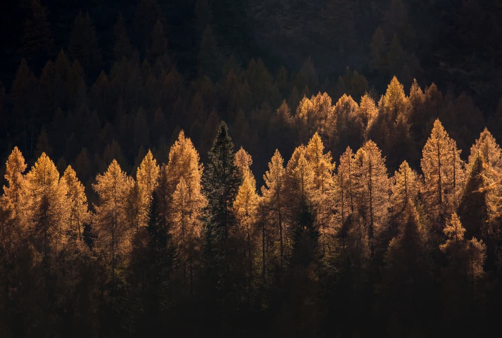 Backlit Golden Forest by Michel Manzoni — canvas wall art