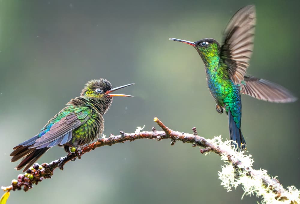 Hummingbird Encounter by Yuan Su — canvas wall art