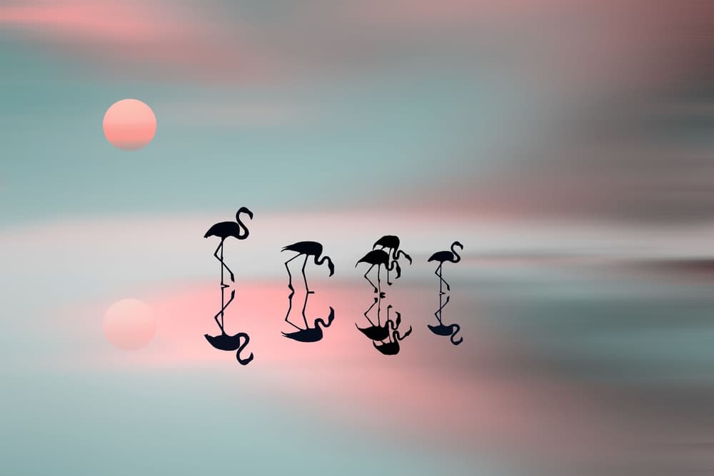 Dreamy Flamingo Sunset by Natalia — canvas wall art