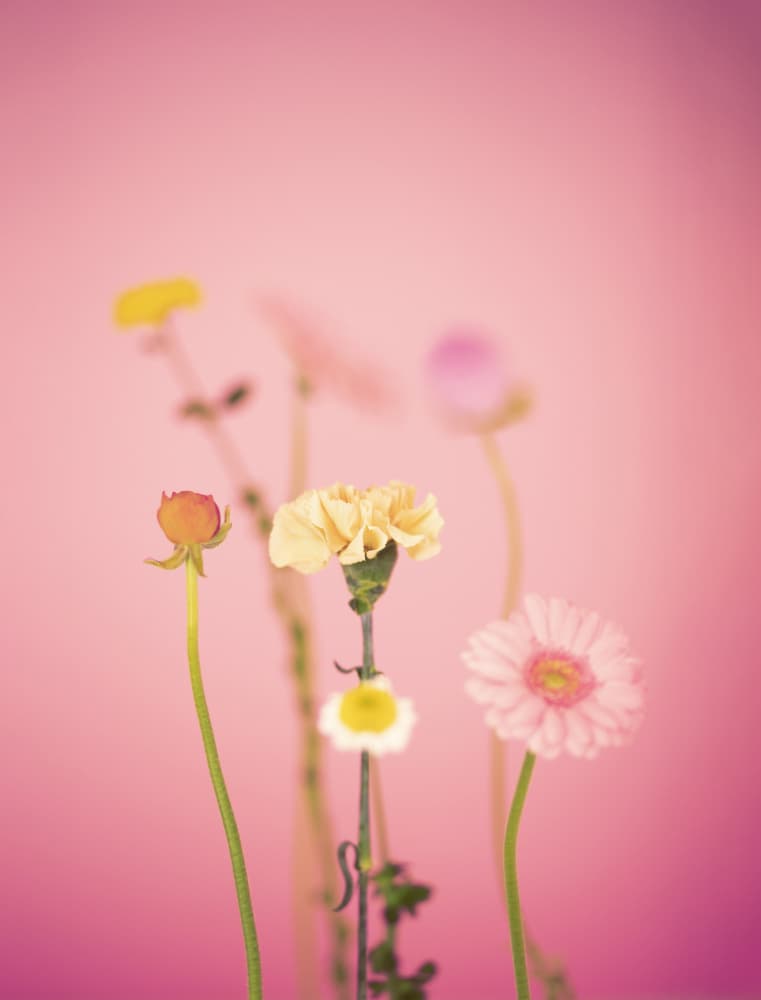 Soft Pastel Flowers by Julia Ramiro — canvas wall art