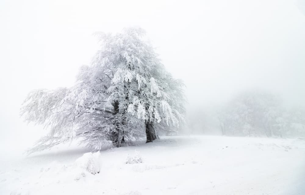 Frosted Winter Tree by Robert Istodor-Iocsa — canvas wall art