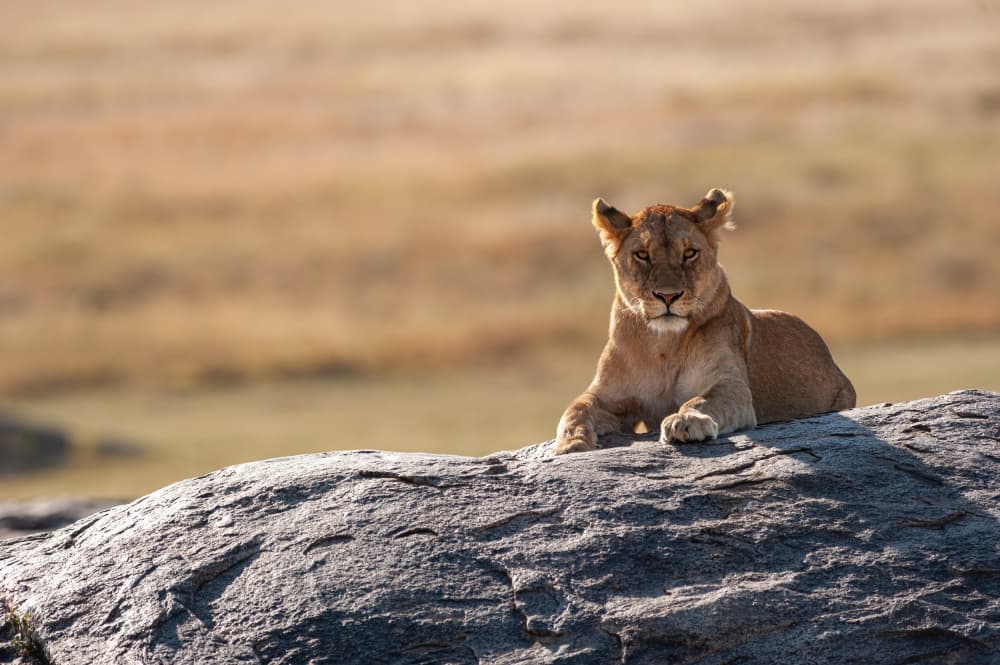 Watchful Safari Lioness by Massimo Felici — canvas wall art