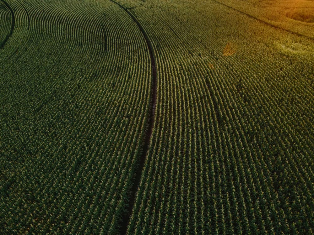 Sunlit Green Crop Rows by Javier Pardina — canvas wall art