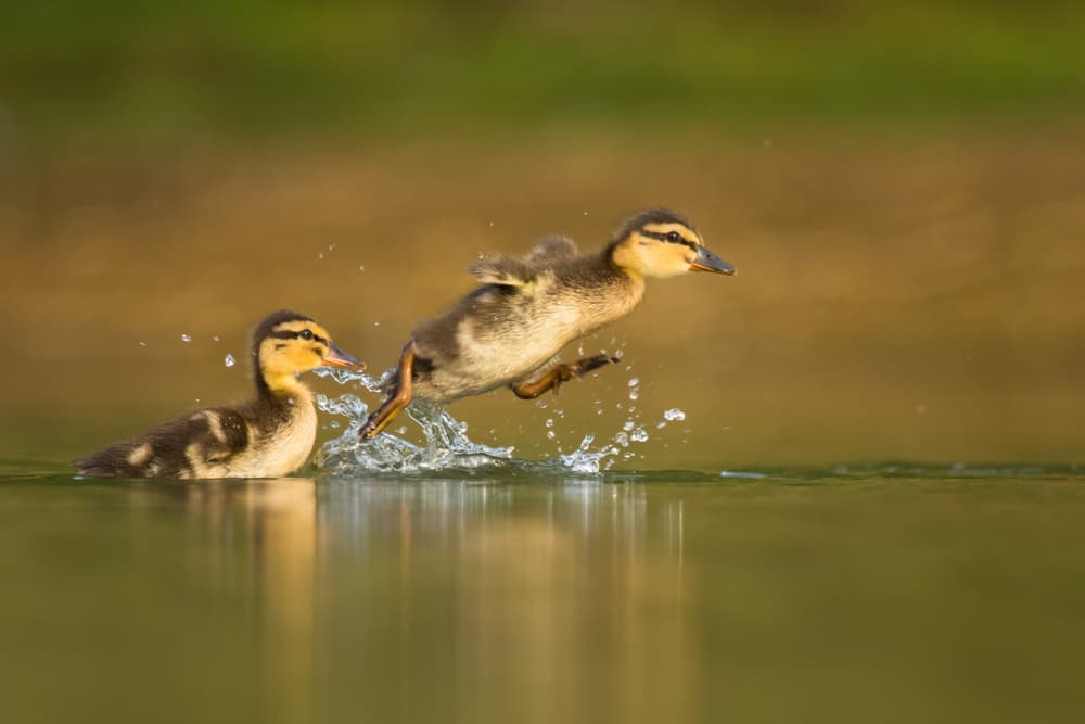 Playful Duckling Splash by Robert Adamec — canvas wall art