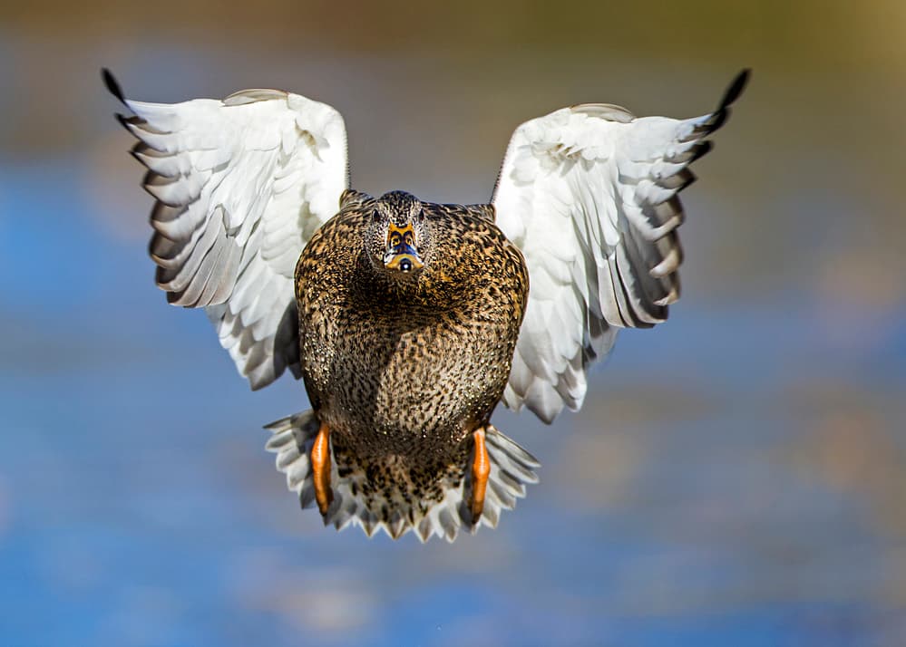 Flying Mallard Duck by verdon — canvas wall art