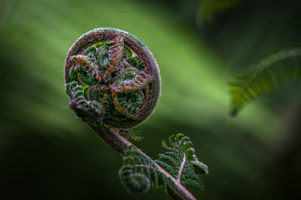 Delicate Fiddlehead Spiral by Stephan Rückert — canvas wall art