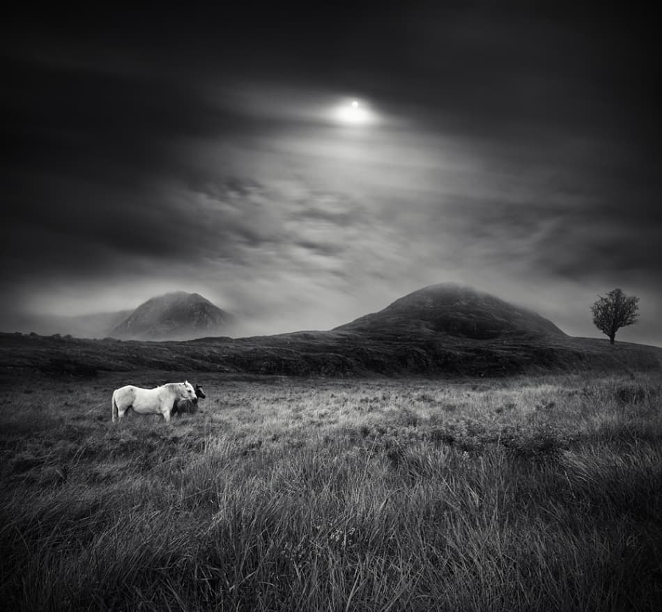 Ethereal Highland Horses by Martin Marcisovsky — canvas wall art