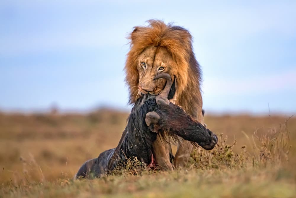 African Lion Predator by Xavier Ortega — canvas wall art