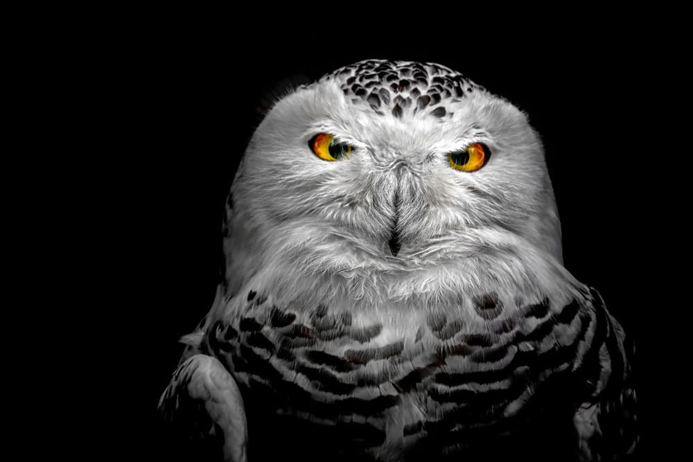 Intense Snowy Owl Gaze by Michael — canvas wall art