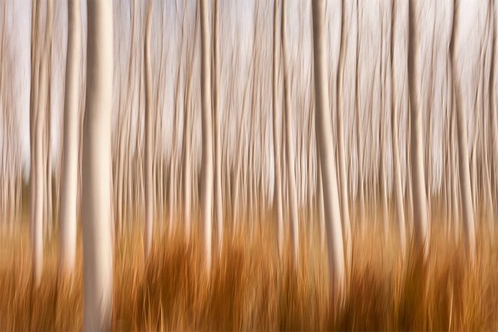 Dreamy Birch Trees by David Frutos — canvas wall art