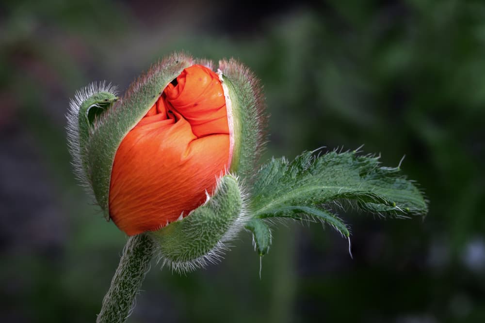 Emerging Poppy Bloom by Urs Zimmermann — canvas wall art
