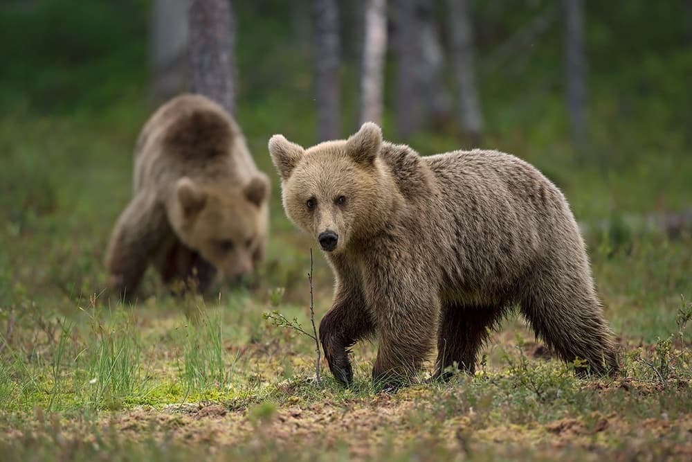 Wild Brown Bears by Marco Pozzi — canvas wall art