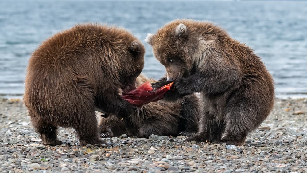 Brown Bear Cubs Feasting by Siyu_Wei APA — canvas wall art