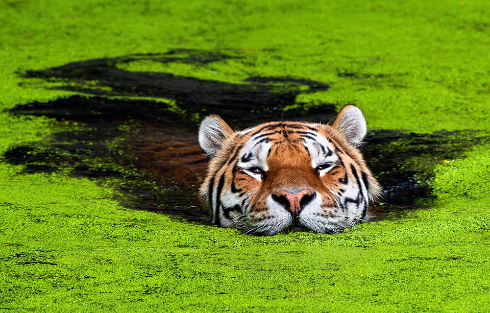 Serene Tiger Pond by Keller — canvas wall art
