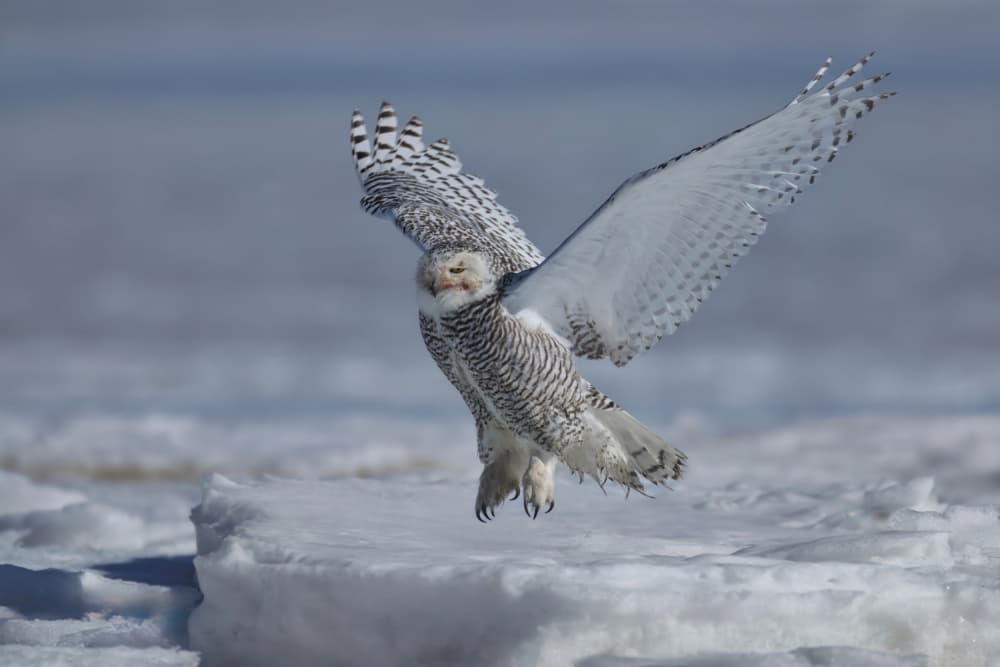 Snowy Owl Landing by Gavin Lam — canvas wall art