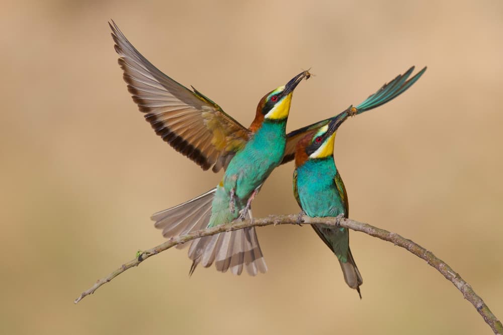 Colorful Bee-eaters Feeding by David Manusevich — canvas wall art