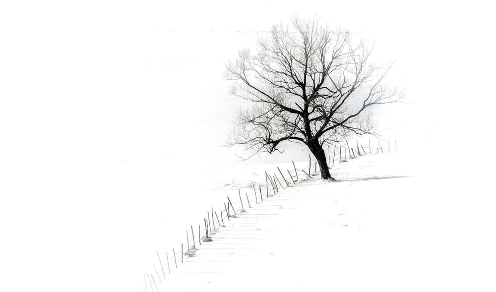 Solitary Winter Tree by RABIA BASHA ARTIST — canvas wall art