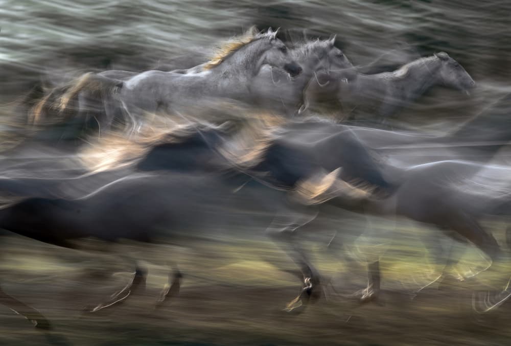 Running Wild Horses by Milan Malovrh — canvas wall art